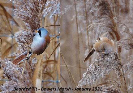 Bearded Tit